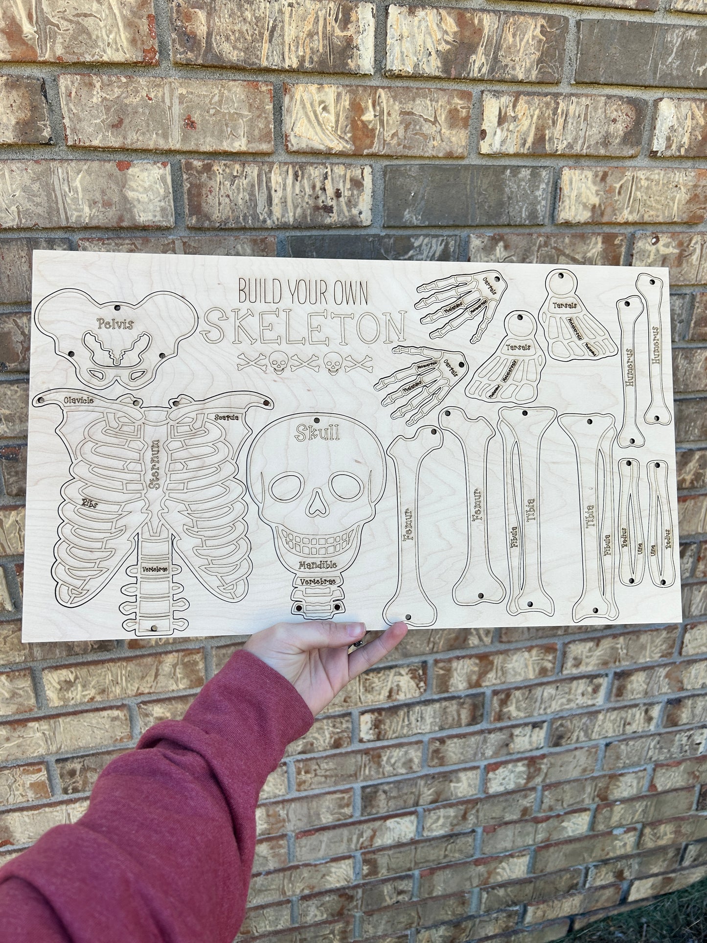 DIY Skeleton kit