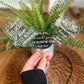 Teacher Plant Stakes, Teacher Appreciation, Teacher Gift, Thank You teacher, Plant Stakes